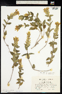 Scutellaria supina image