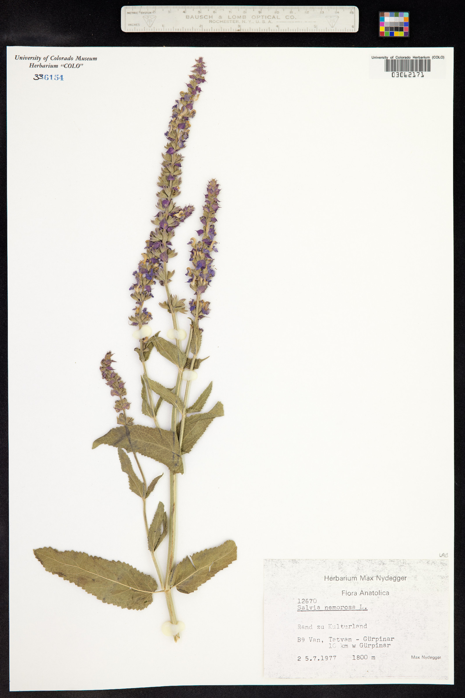 Salvia x sylvestris image