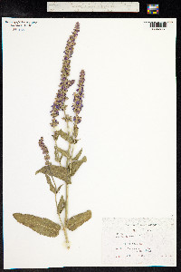 Salvia sylvestris image