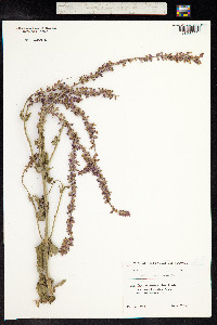 Salvia sylvestris image