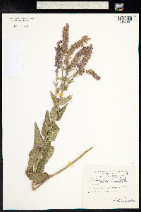 Salvia sylvestris image
