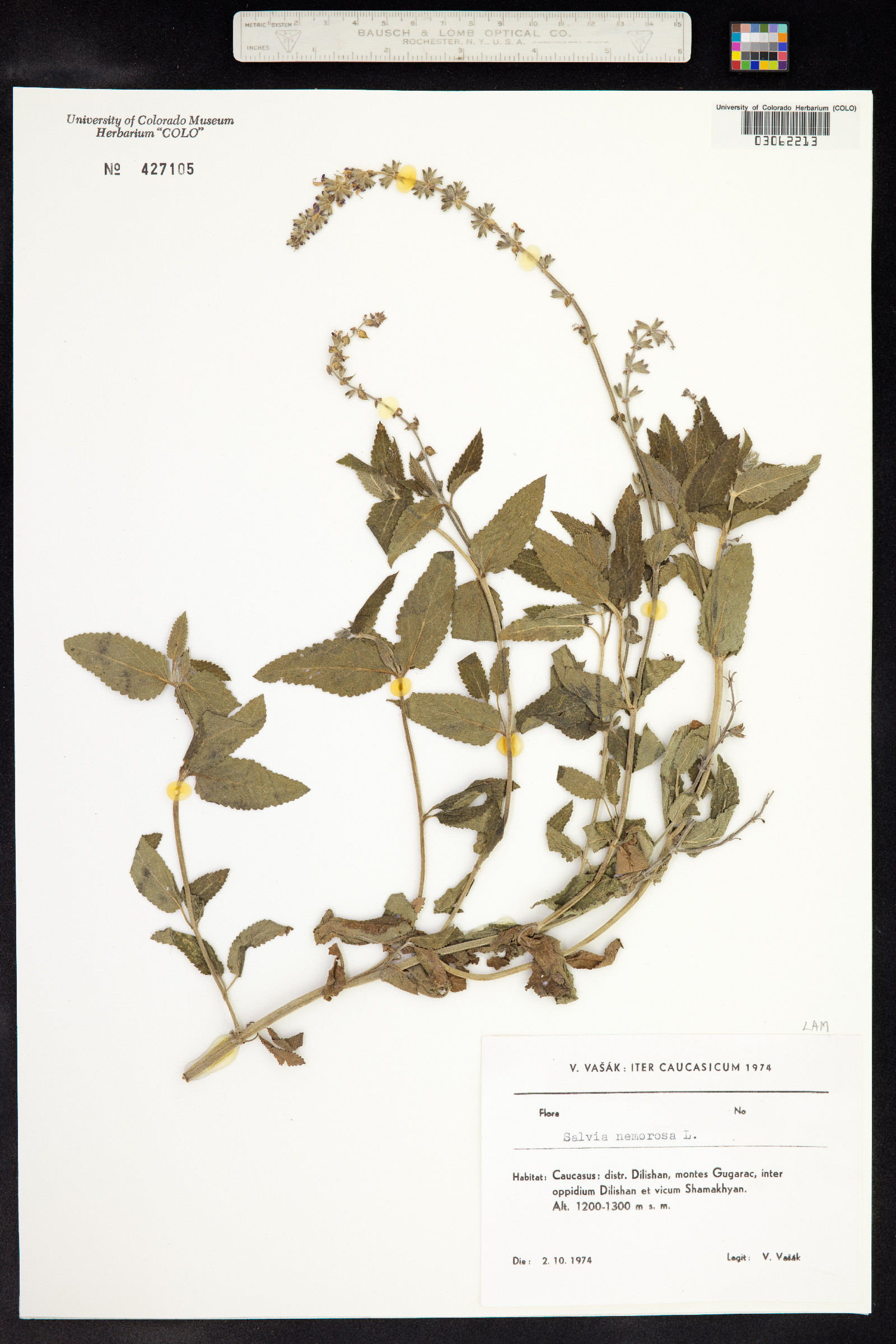 Lamiaceae image