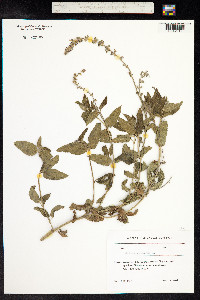 Salvia sylvestris image