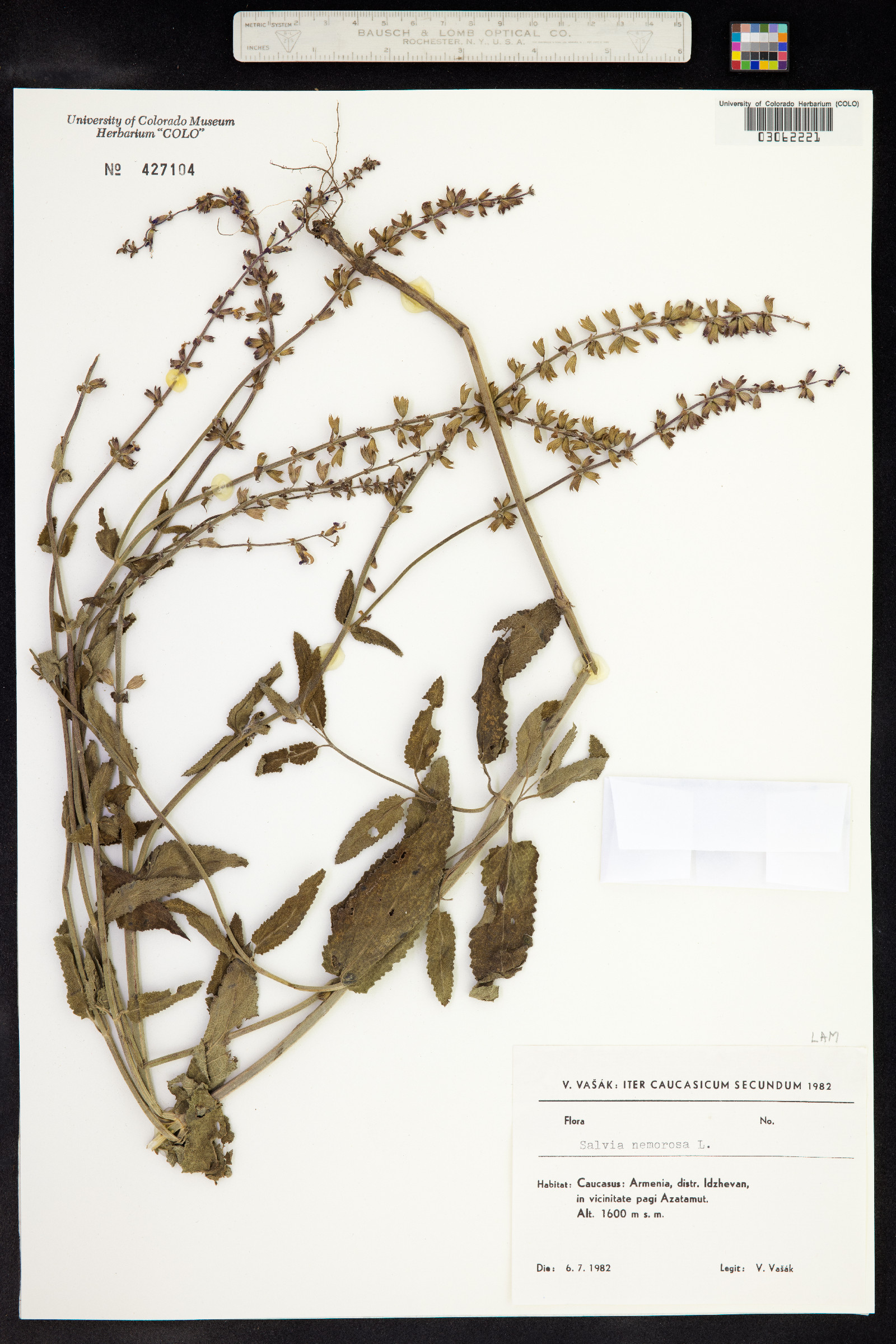 Salvia sylvestris image
