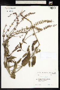 Salvia sylvestris image