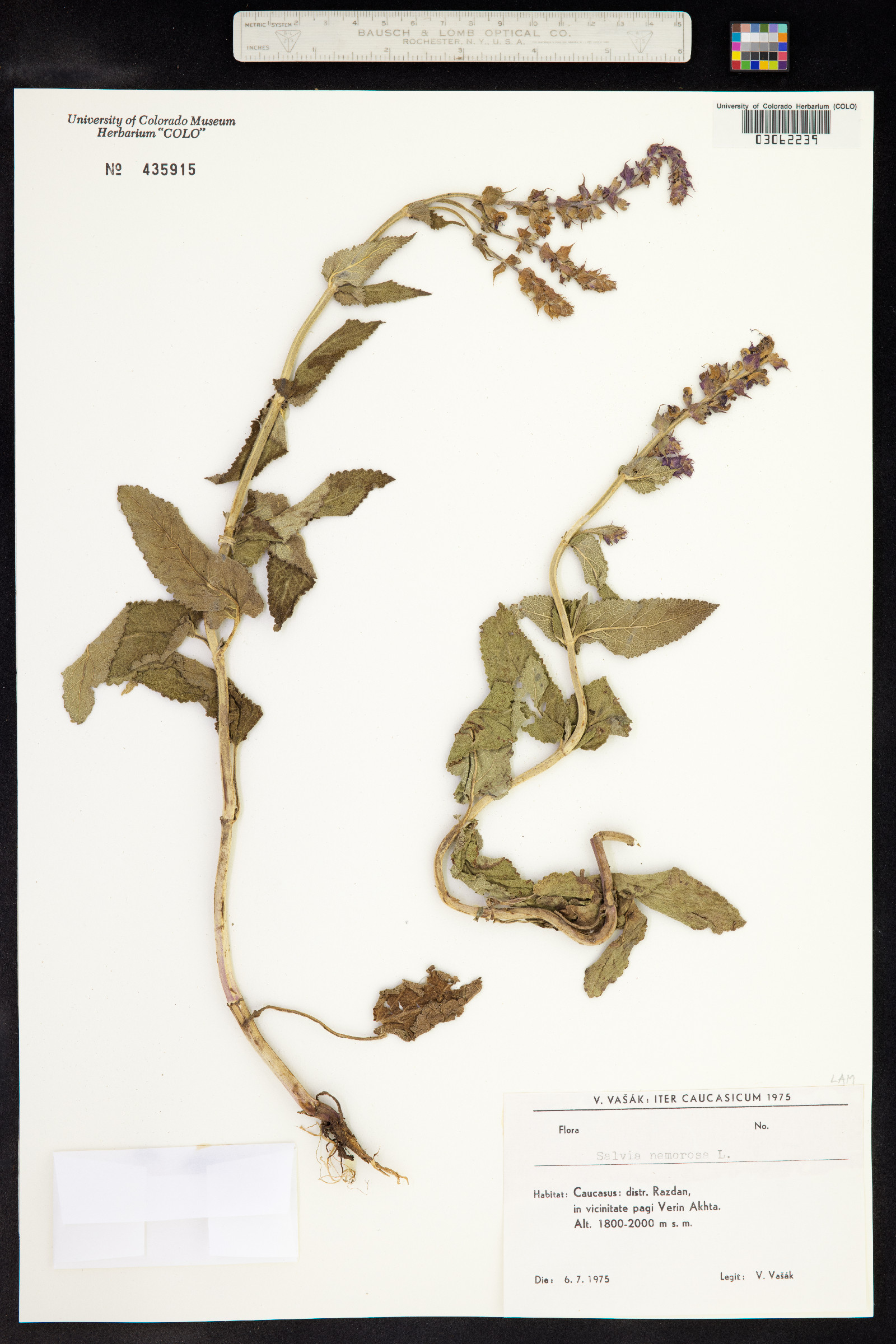 Salvia sylvestris image