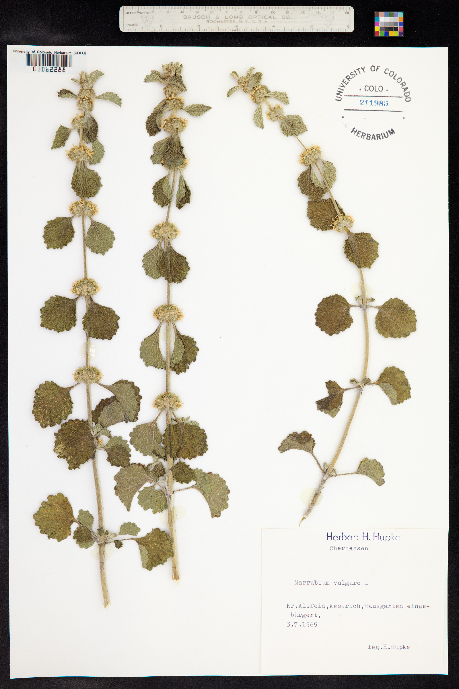 Marrubium image