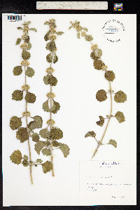 Marrubium vulgare image