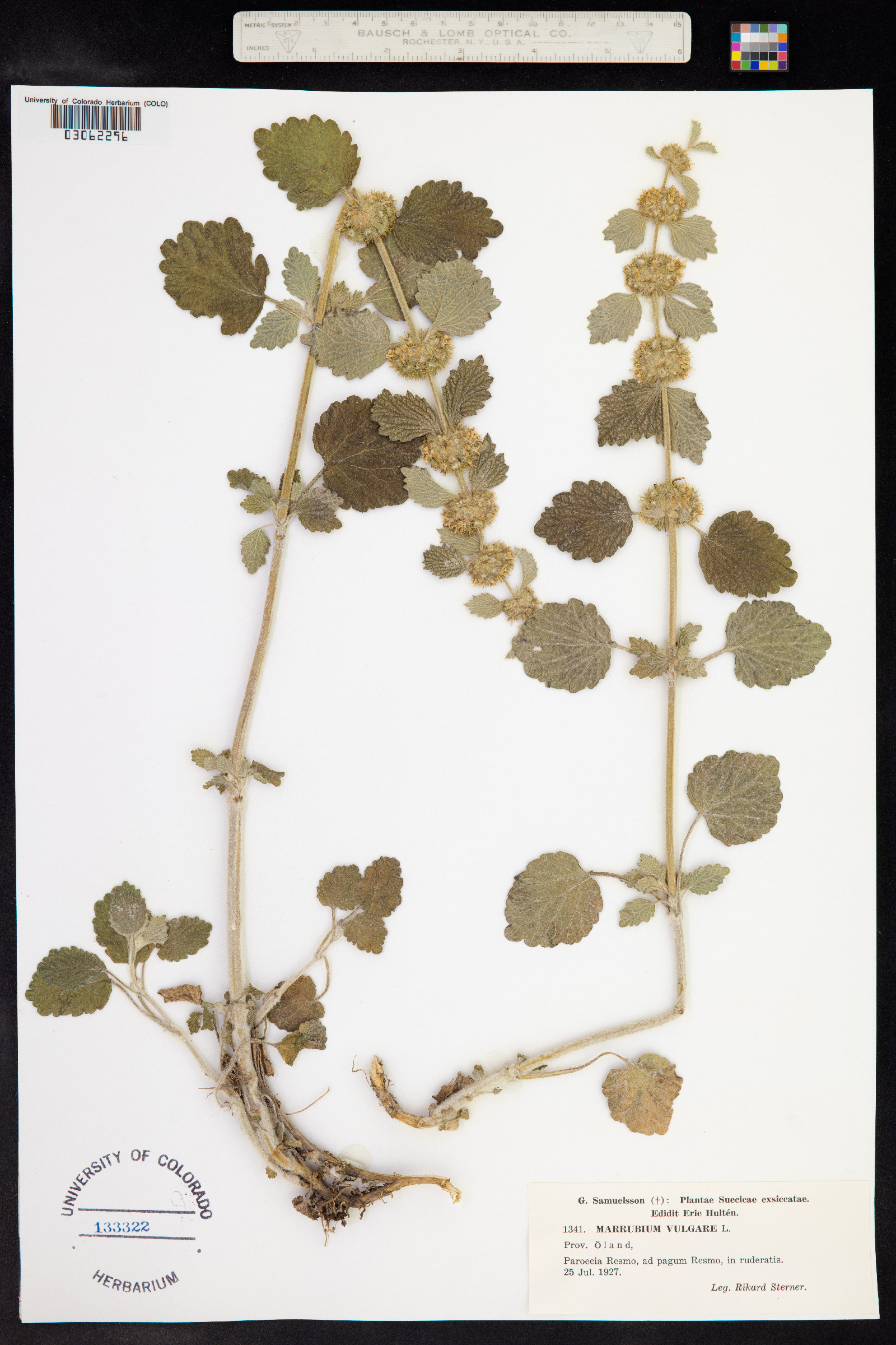 Marrubium vulgare image