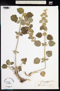 Marrubium vulgare image