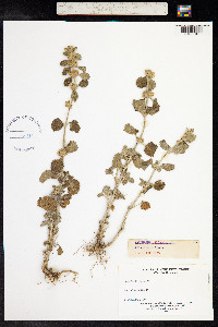 Marrubium vulgare image