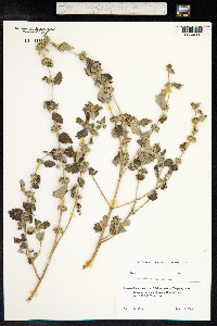 Marrubium vulgare image