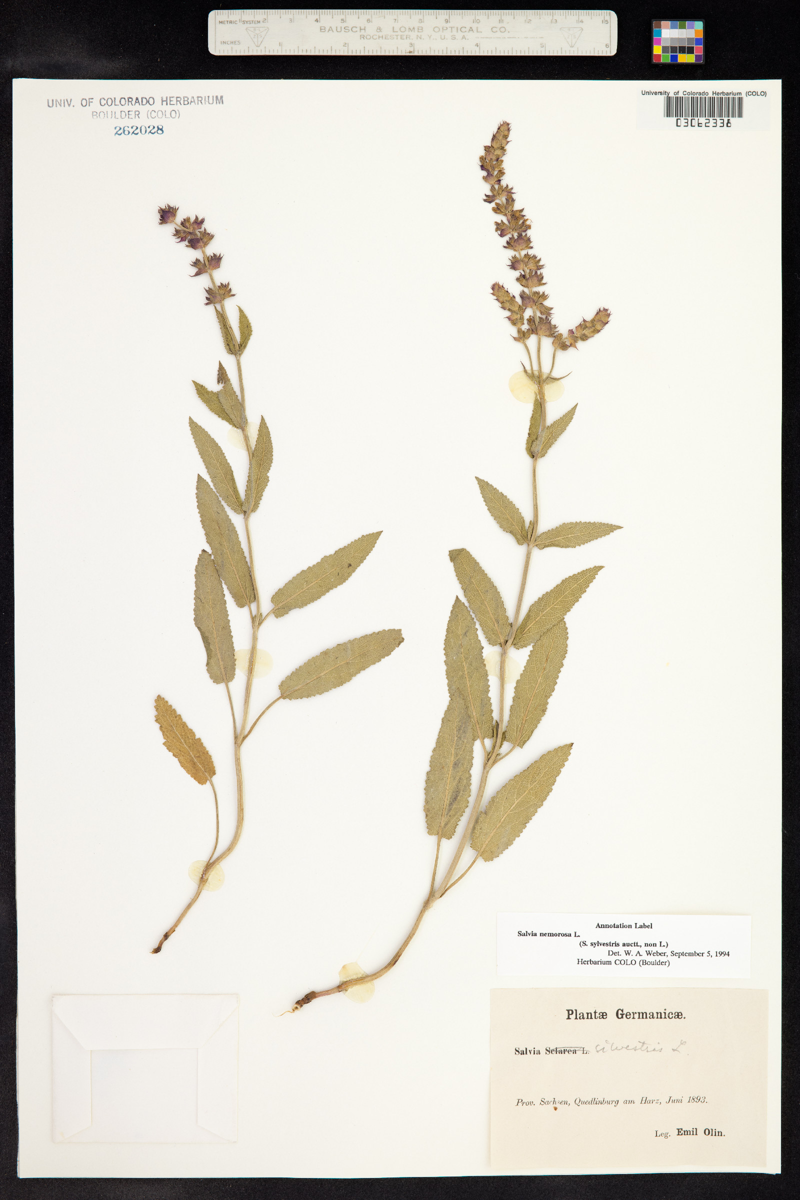 Salvia sylvestris image