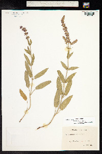 Salvia sylvestris image