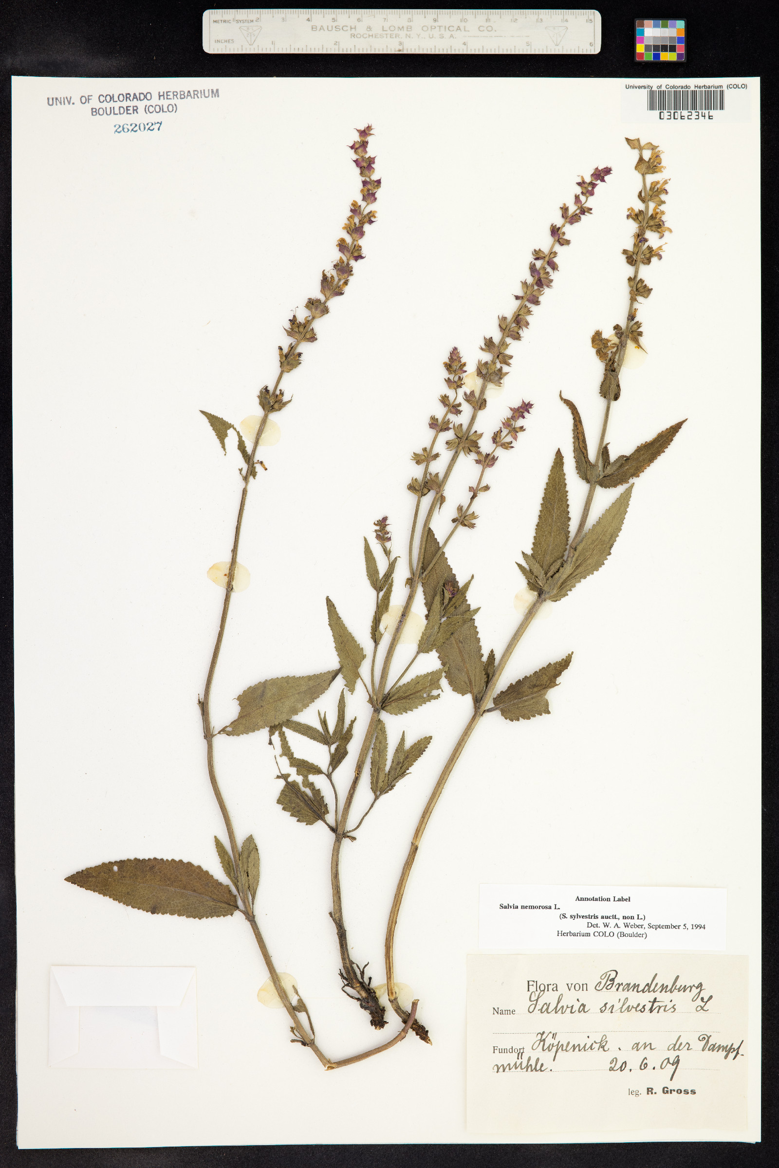Salvia sylvestris image
