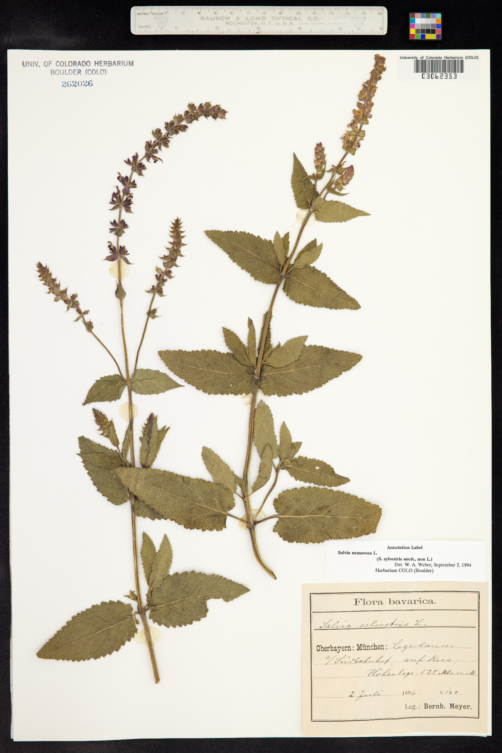 Salvia sylvestris image