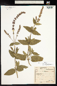 Salvia sylvestris image