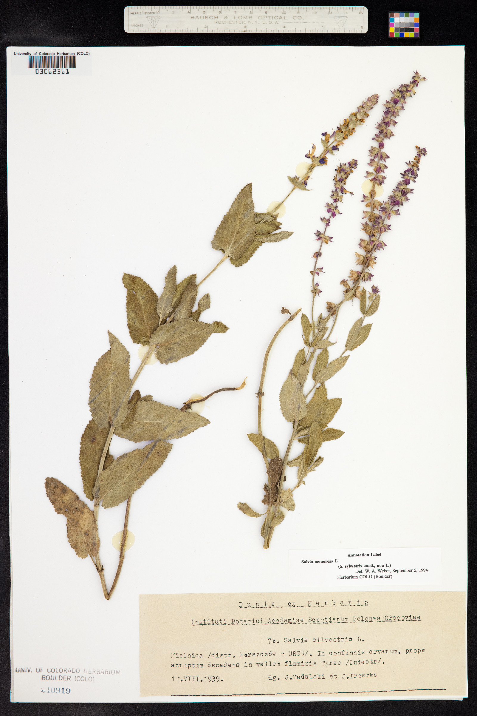 Salvia sylvestris image