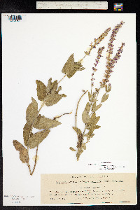 Salvia sylvestris image
