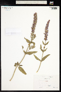 Salvia sylvestris image