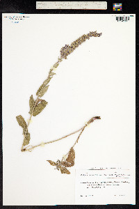 Salvia sylvestris image