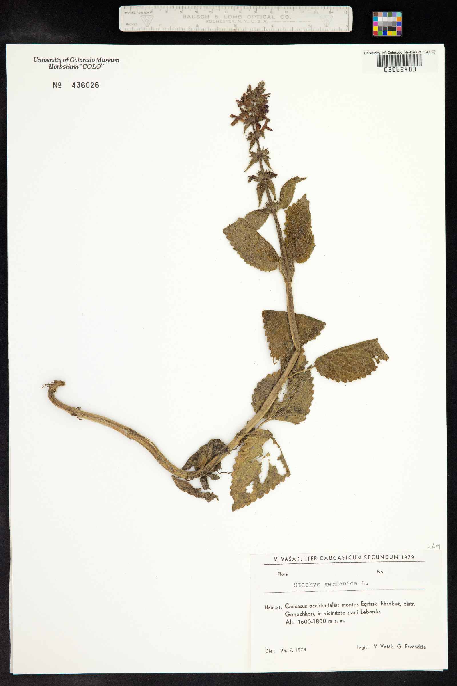 Stachys germanica image