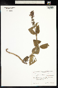 Stachys germanica image