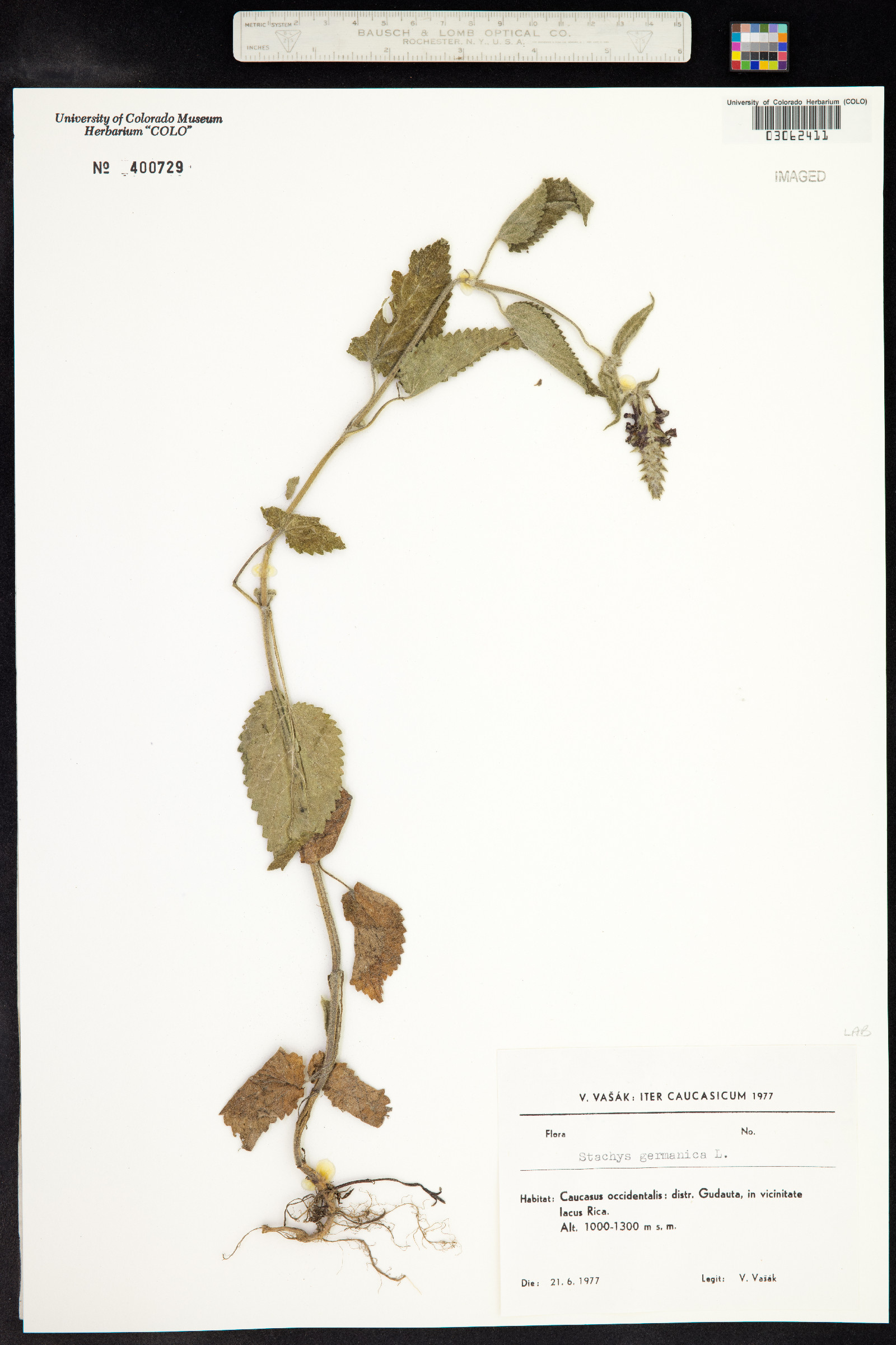 Stachys germanica image
