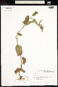 Stachys germanica image