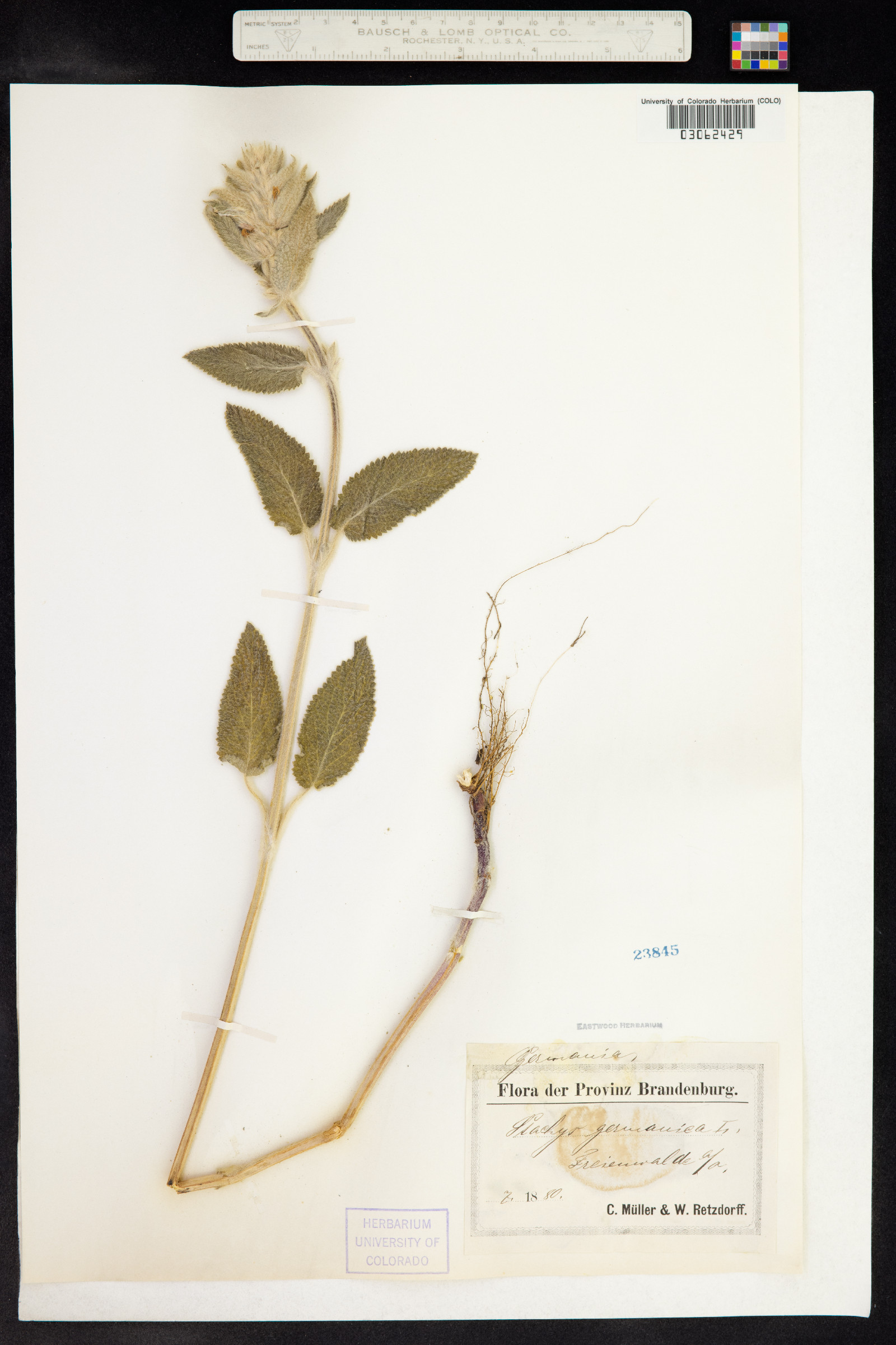 Stachys germanica image