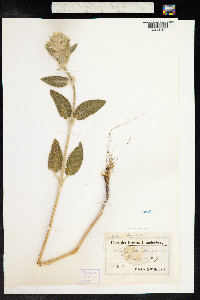 Stachys germanica image