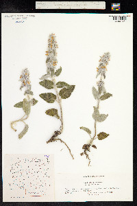 Stachys germanica image