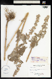 Stachys germanica image