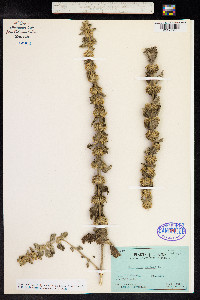 Marrubium vulgare image