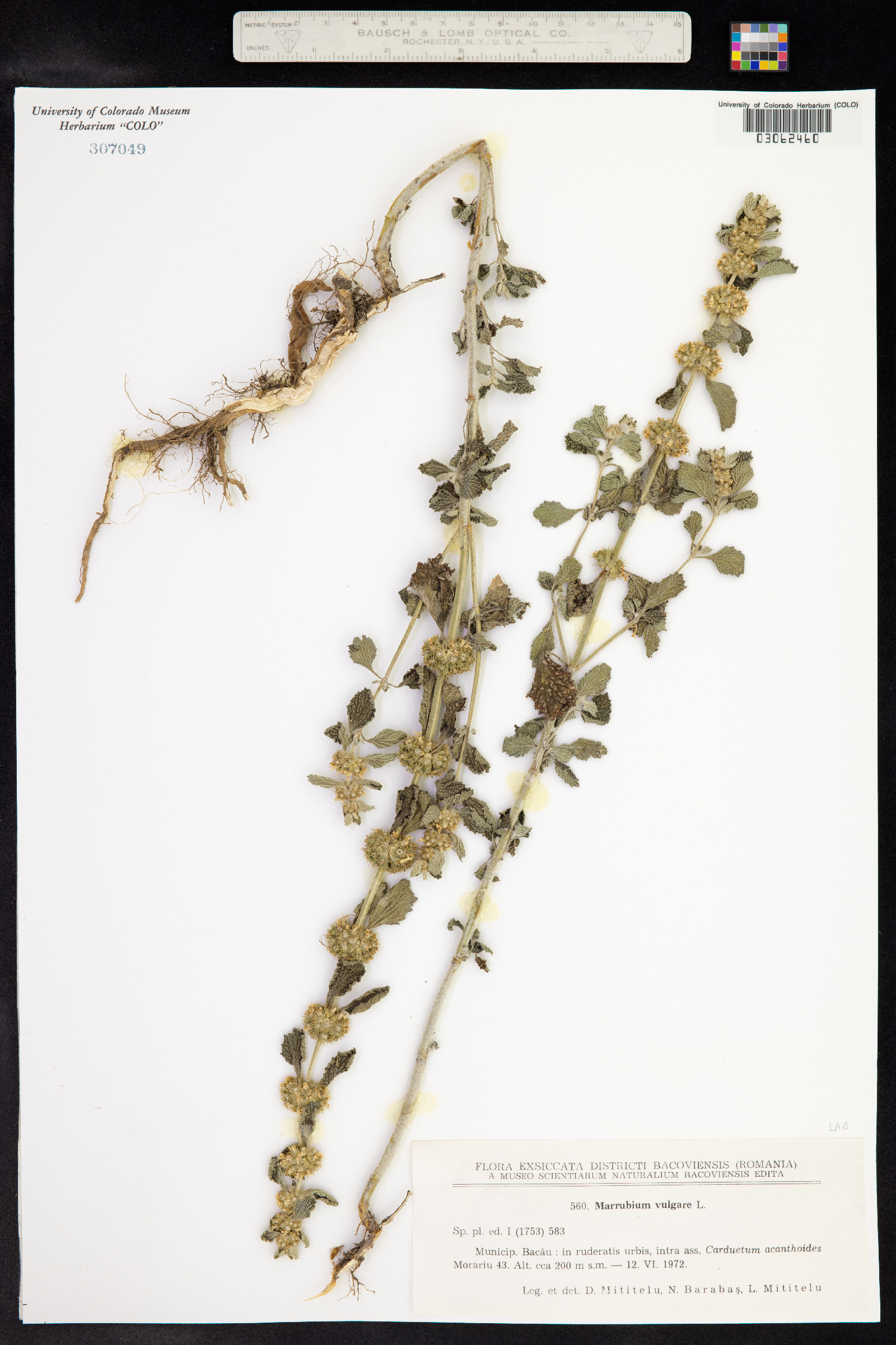 Marrubium vulgare image
