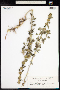 Marrubium vulgare image