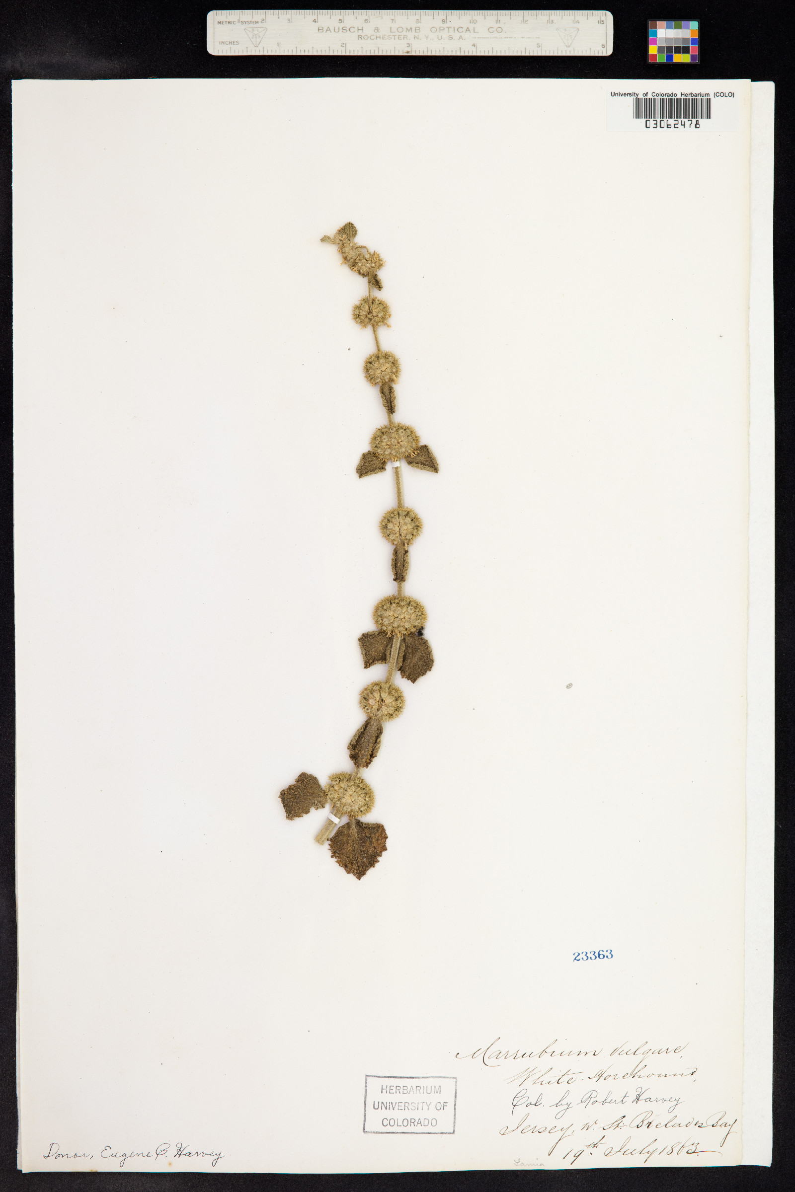 Marrubium vulgare image