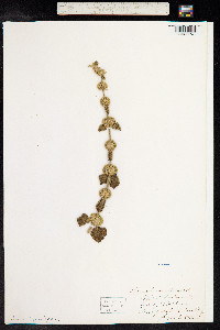 Marrubium vulgare image