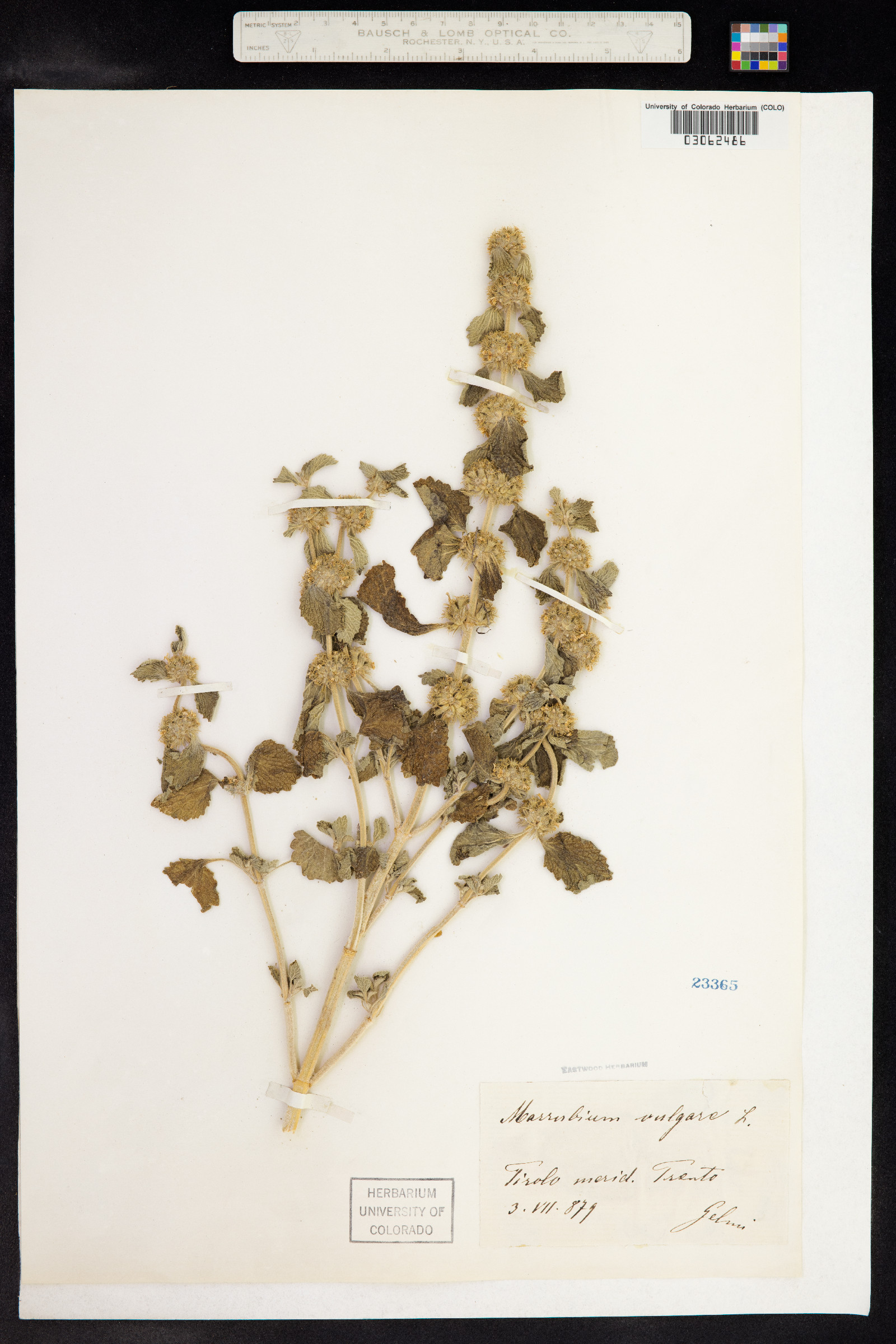 Marrubium vulgare image