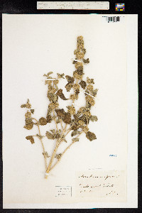 Marrubium vulgare image