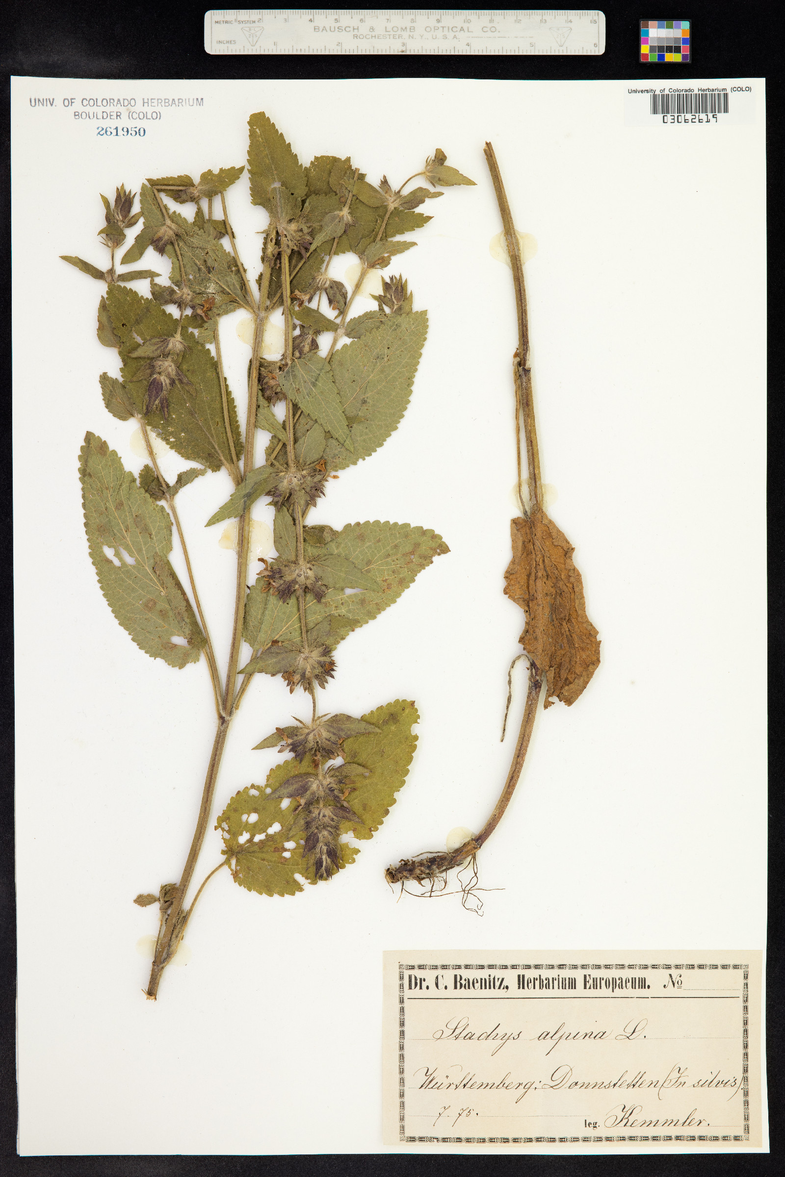 Stachys alpina image