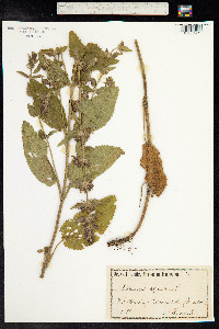 Stachys alpina image