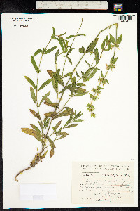 Stachys atherocalyx image