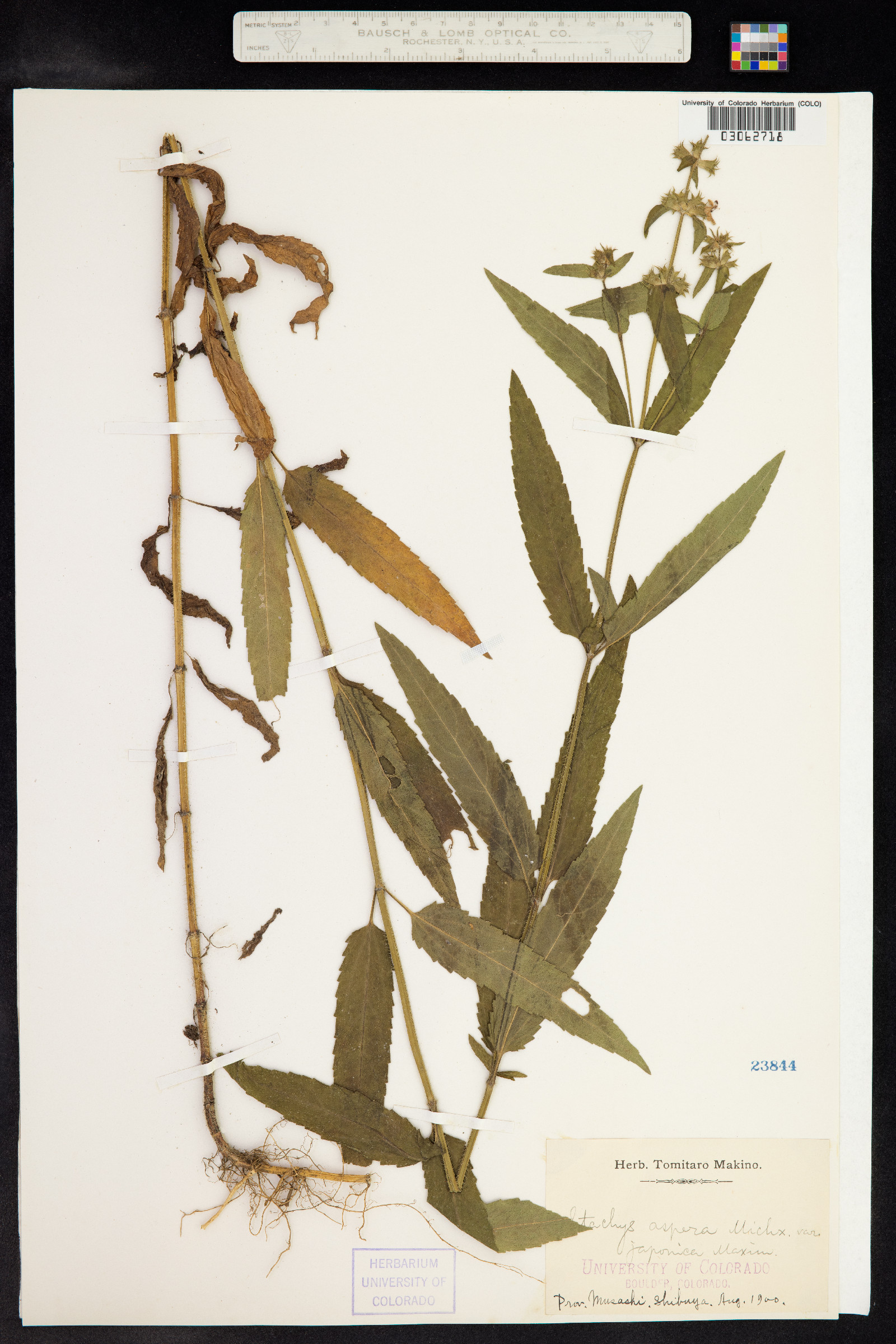 Stachys aspera image