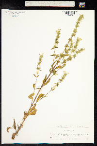 Stachys annua image