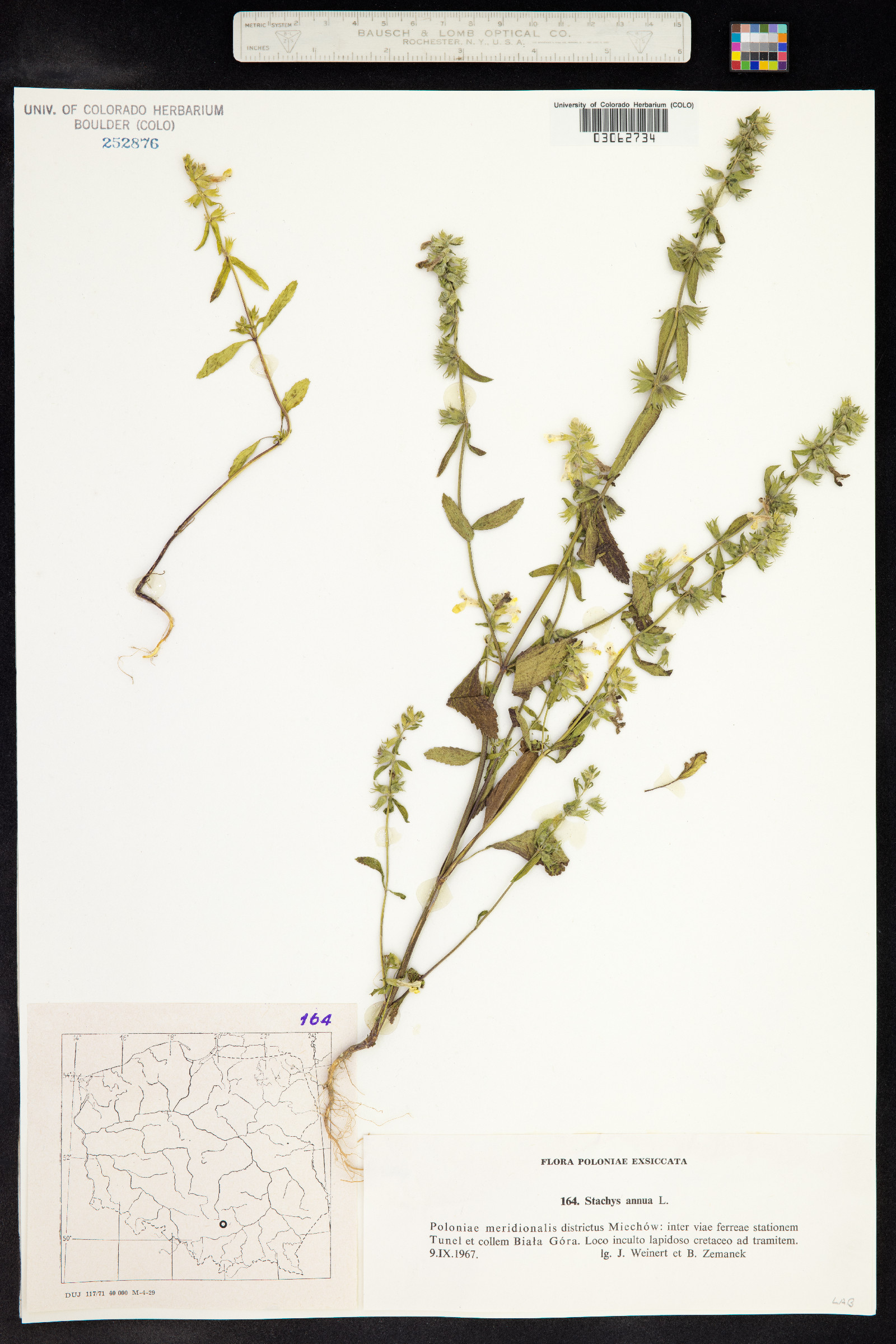 Stachys annua image