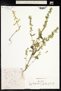 Stachys annua image