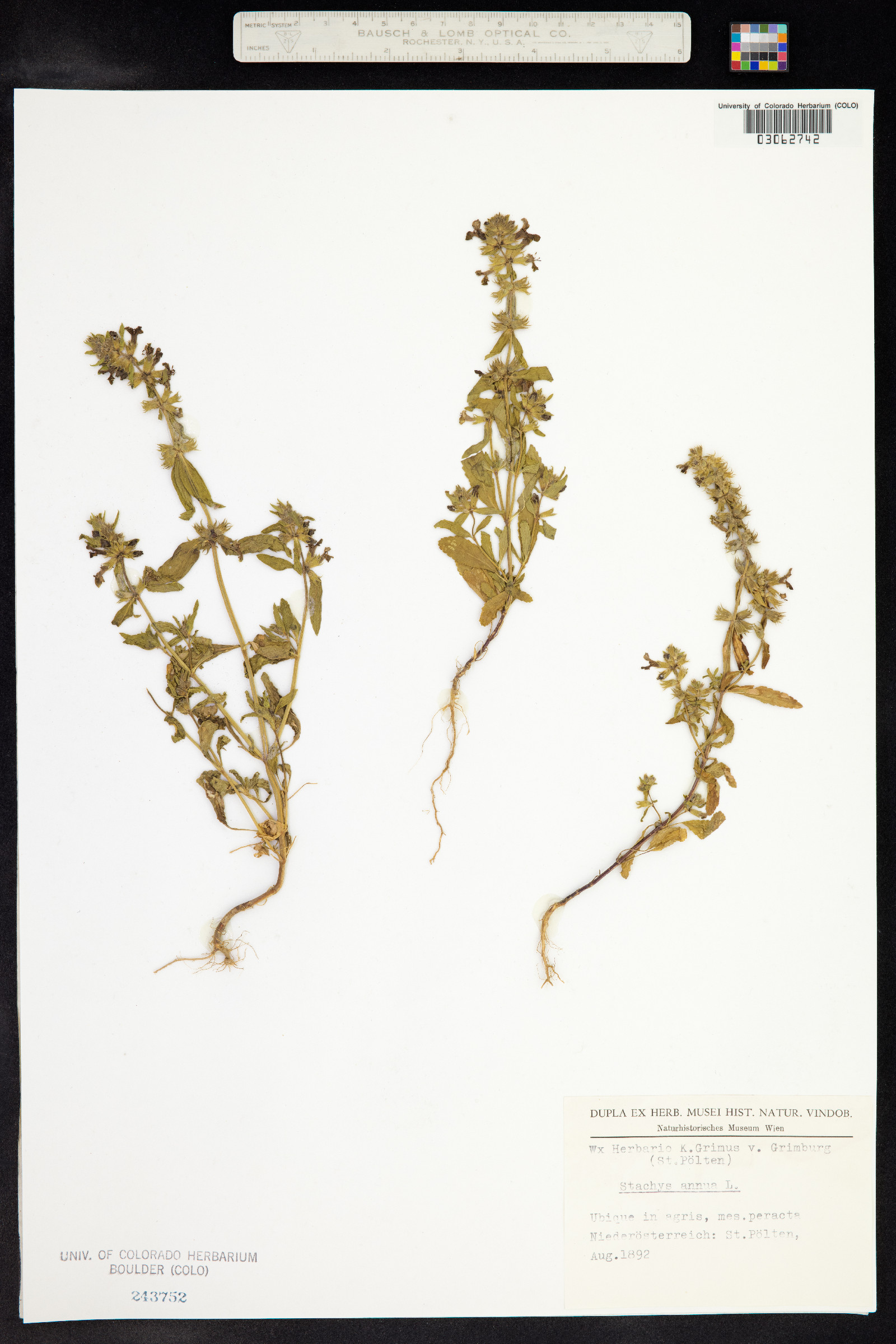 Stachys annua image