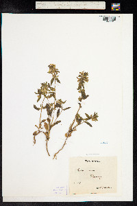 Stachys annua image