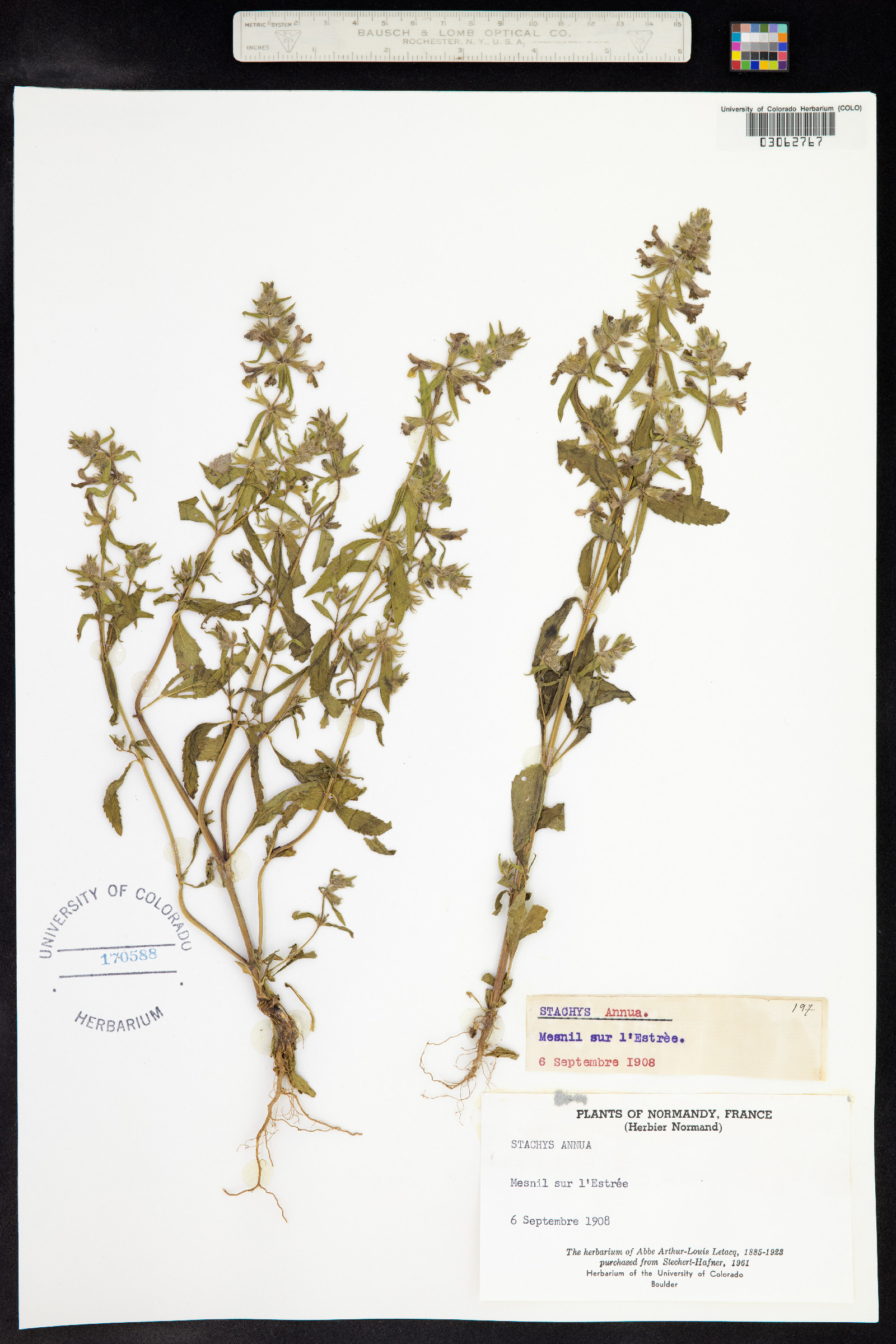 Stachys annua image